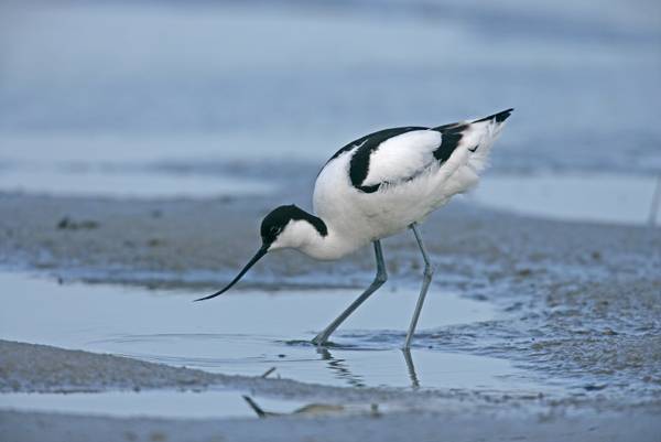 Bird Watching - Exe Estuary